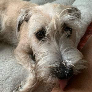 Meet your Posher, Alice